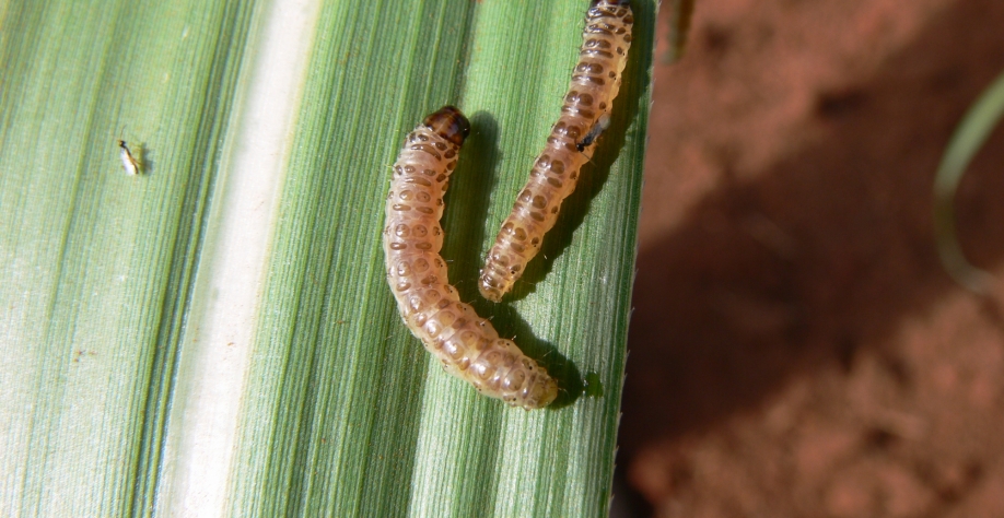 Cotesia parasitando a Diatraea