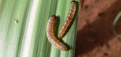Usina São João utiliza apenas controle biológico para manejo da broca-da-cana