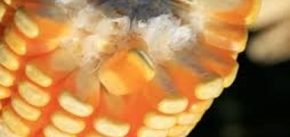 Indústria vai investir R$ 1,8 bi para transformar milho em álcool em Dourados