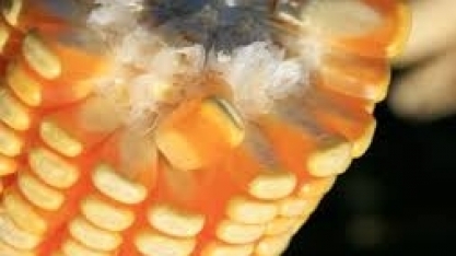 Indústria vai investir R$ 1,8 bi para transformar milho em álcool em Dourados
