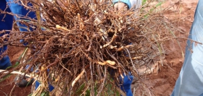 Nematoides estão presentes em mais de 70% dos canaviais