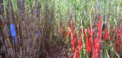 Com novas variedades, cana produz mais e pode frear novas expansões