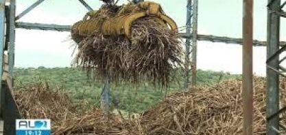 Alagoas é o primeiro produtor de cana-deaçúcar do Nordeste