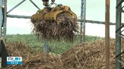 Alagoas é o primeiro produtor de cana-deaçúcar do Nordeste
