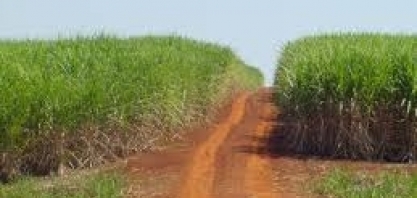 Agricultura: Em municípios de Mato Grosso e Bahia, PIB do agro é mais da metade do PIB total