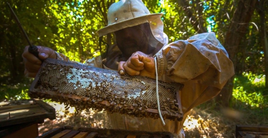 Apicultor trabalha em apiário em canavial da Cofco: empresa investe na capacitação dos produtores (Cofco/Divulgação)