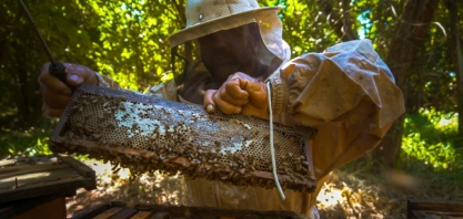 Para proteger abelhas, gigante chinesa cria apiários ao redor de canaviais