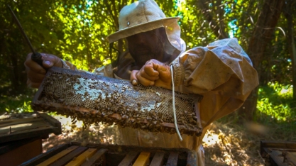 Para proteger abelhas, gigante chinesa cria apiários ao redor de canaviais