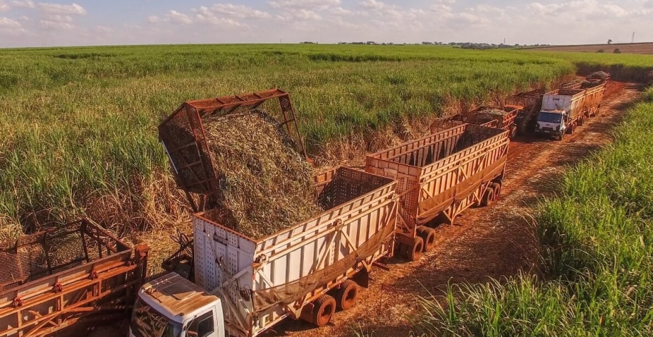 Cana-de-açúcar. Foto: Reprodução.