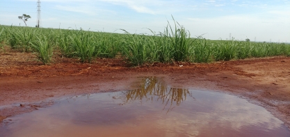 Como identificar e amostrar os nematoides, praga que pode reduzir até 50% da produtividade do canavial