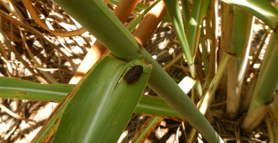Quando inicia o período chuvoso e começa a aparecer cigarrinha na usina inteira, a agrícola fica perdida