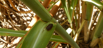Cana de final de safra sofre mais com o ataque da cigarrinha