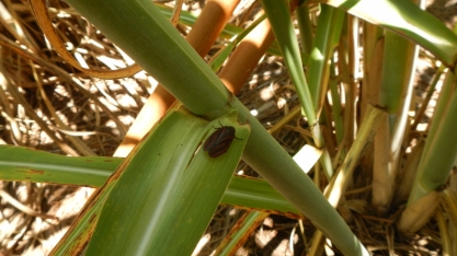 Cana de final de safra sofre mais com o ataque da cigarrinha