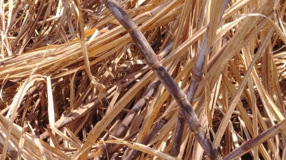 Canaviais pedem chuva