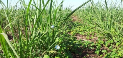 Plantas daninhas: problema nos campos que derruba produtividade