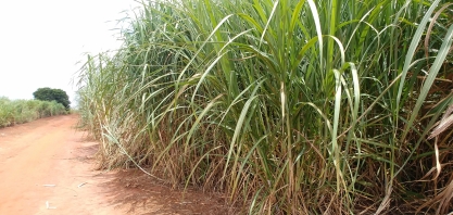 A receita para a obtenção de canaviais com alto desempenho por mais cortes