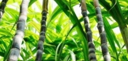 Cana-de-açucar pode impulsionar indústria de etanol 2G em Alagoas