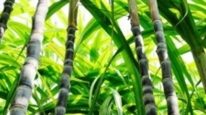 Cana-de-açucar pode impulsionar indústria de etanol 2G em Alagoas