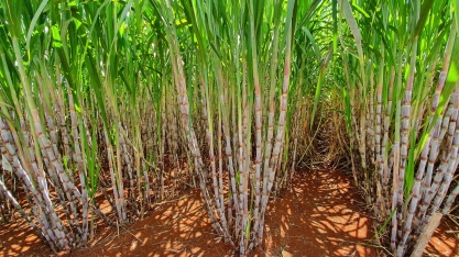 Produção de açúcar na safra 2020/21 está 46,23% superior ao volume produzido na safra anterior