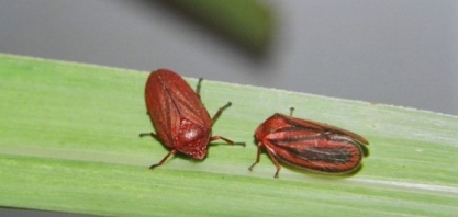 Entre as pragas da cana, a cigarrinha-das-raízes é o caso mais preocupante de resistência aos inseticidas