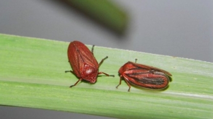 Entre as pragas da cana, a cigarrinha-das-raízes é o caso mais preocupante de resistência aos inseticidas