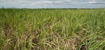 CNA levanta custos de produção de cana-de-açúcar em SP