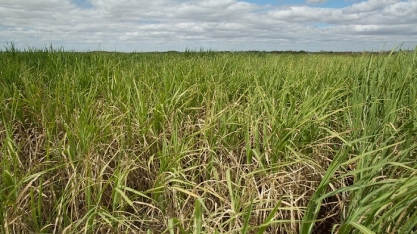 CNA levanta custos de produção de cana-de-açúcar em SP