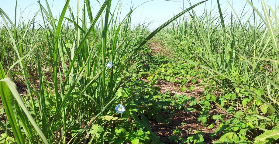 No período quente e úmido, as plantas daninhas encontram condições climáticas favoráveis para se desenvolverem