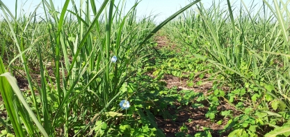 Prepare-se para a largada da competição entre a cana e as plantas daninhas