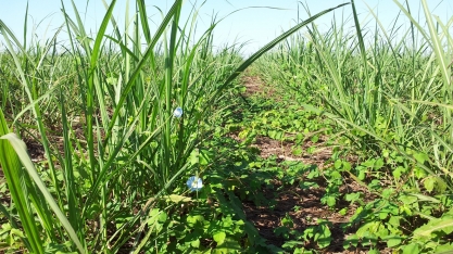 Prepare-se para a largada da competição entre a cana e as plantas daninhas