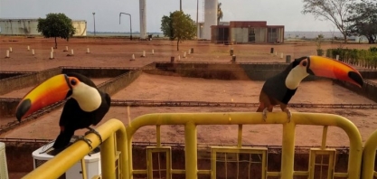 Tucanos visitam diariamente unidade industrial da Usina Caeté – Unidade Pauliceia
