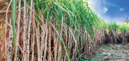 IHARA apresenta soluções para o controle de pragas na cana no InsectShow 2020