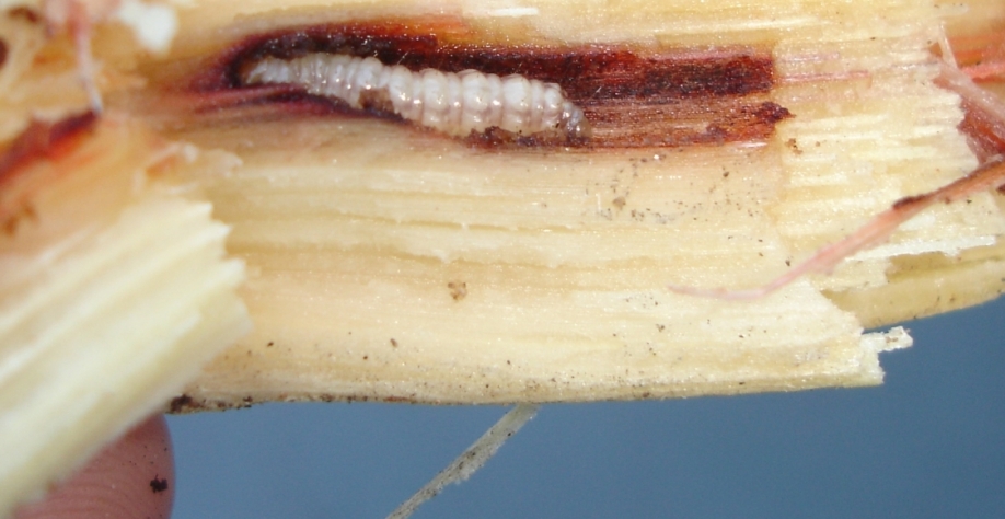 Broca-da-cana causa impactos sobre a produtividade (t cana/ha) e também sobre a qualidade da matéria-prima. Foto: Arquivo CanaOnline
