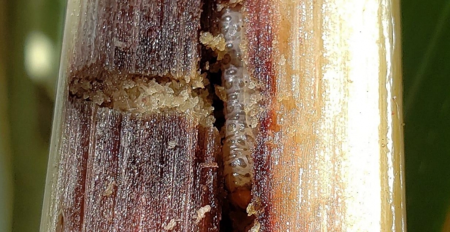 Explosões populacionais se tornaram frequentes em 2020. Foto: Fábio Carvalho