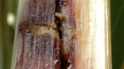 Controle deficitário eleva infestações de broca-da-cana pelo país