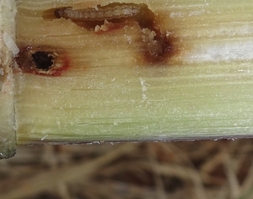  A cada 1% de infestação de broca, perde-se, por hectare, 35kg de açúcar e 30 litros de etanol. Foto: Arquivo CanaOnline