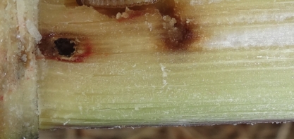 Produtor aposta no manejo integrado de pragas e alcança índice de infestação de broca de apenas 0,1%