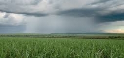 Um megaplantio com os riscos do atraso