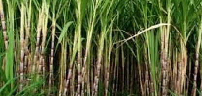 RIO DE JANEIRO – Pesquisa atualiza dados das safras de café e cana-de-açúcar no estado