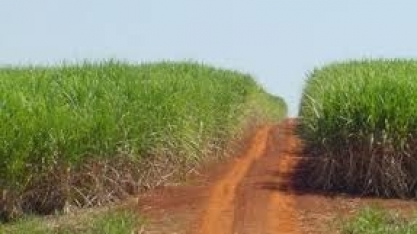 Corteva Agriscience leva soluções para o manejo de pragas na cultura da cana-de-açúcar no 13º Congresso Nacional da Bioenergia