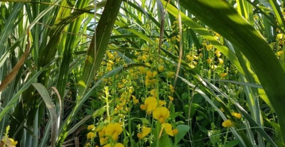 Técnica pode ser adotada em canaviais colhidos a partir de agosto e que não apresentam certas restrições. Foto: Divulgação Júlio Campanhão
