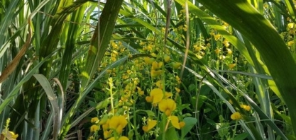 Plantio de crotalaria não se resume às áreas de renovação de canavial, vitamina também a cana-soca