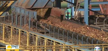 Colheita da cana-de-açúcar faz crescer geração de empregos formais em Pernambuco