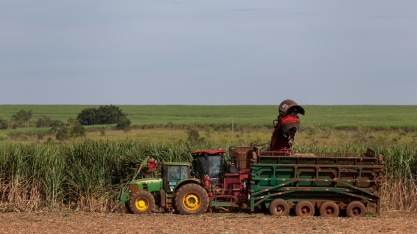 Toda colheita de cana no Paraná deve ser mecanizada até 2025, diz associação