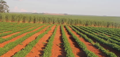 Os cuidados para proteger a lavoura de amendoim das doenças
