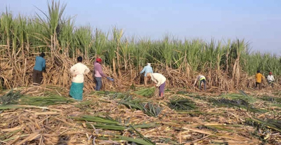 Colheita da cana recém começada na Índia e açúcar à espera de subsídio (Imagem: REUTERS/Rajendra Jadhav)