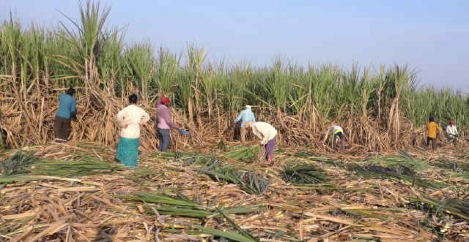 Colheita da cana recém começada na Índia e açúcar à espera de subsídio (Imagem: REUTERS/Rajendra Jadhav)