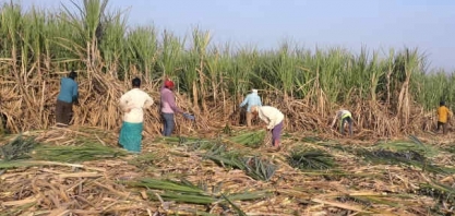 Açúcar anda de lado por subsídios à vista na Índia e entressafra no Brasil, mas por enquanto