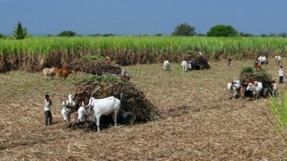 Produção de açúcar da Índia deve crescer para 33,7 mi t em 2020/21 – USDA