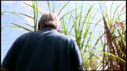 Pandemia atrasa colheita da cana-de-açúcar no ES